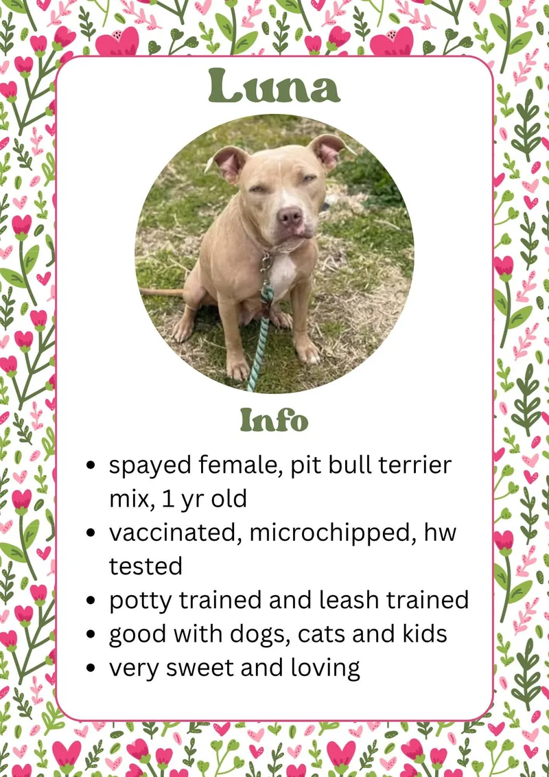 An adult medium-sized female Yellow / Tan / Blond / Fawn Pit Bull Terrier dog named Luna for adoption in Greensburg, IN
