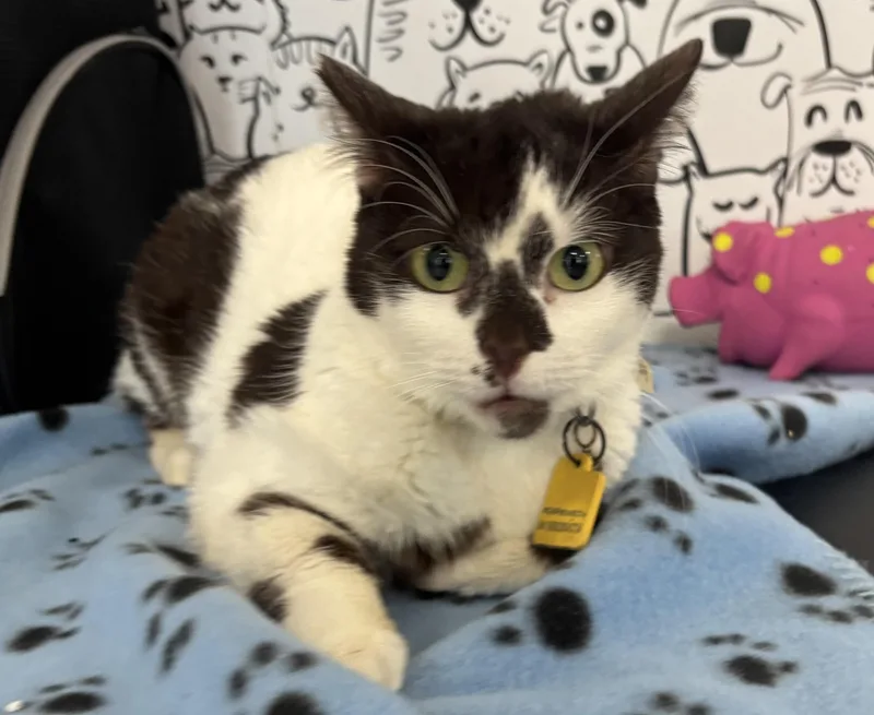 A young large-sized female Domestic Medium Hair cat named Foxy for adoption in San Pedro, CA