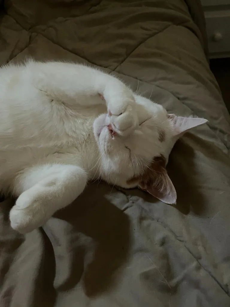 A young large-sized male Domestic Short Hair cat named Milo for adoption in Minneapolis, MN