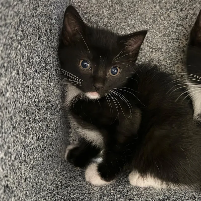 A baby small-sized female Black Domestic Short Hair cat named Rue for adoption in Greenville, SC