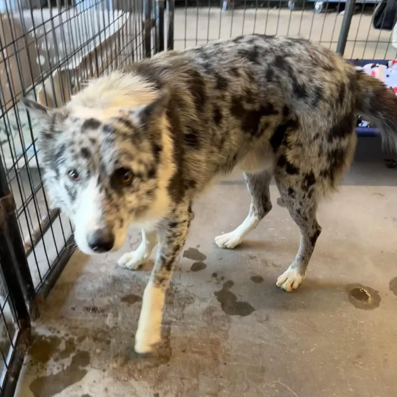 Zac Brown Band thumbnail 4