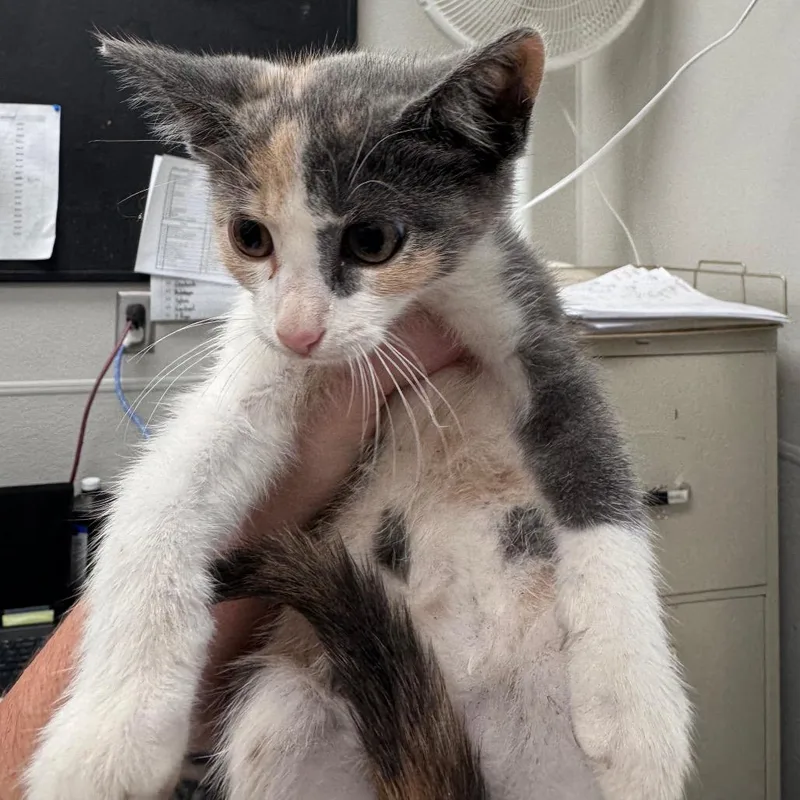 A baby small-sized female Calico Domestic Short Hair cat named Fruit Punch for adoption in Columbiana, AL