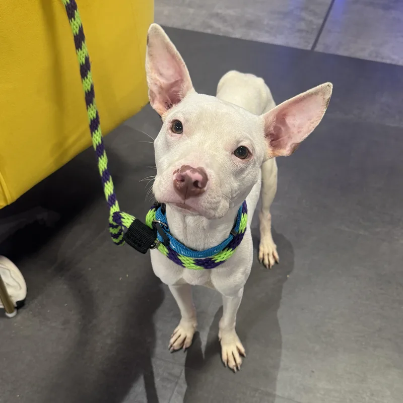 A baby medium-sized male Pit Bull Terrier dog named Luke for adoption in Philadelphia, PA