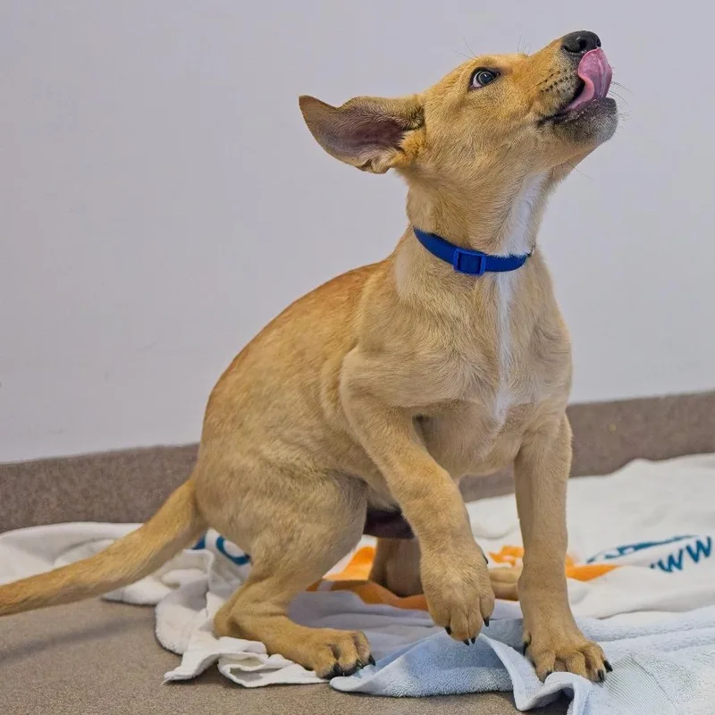 A baby medium-sized male Yellow / Tan / Blond / Fawn Retriever dog named Gambler for adoption in South Elgin, IL