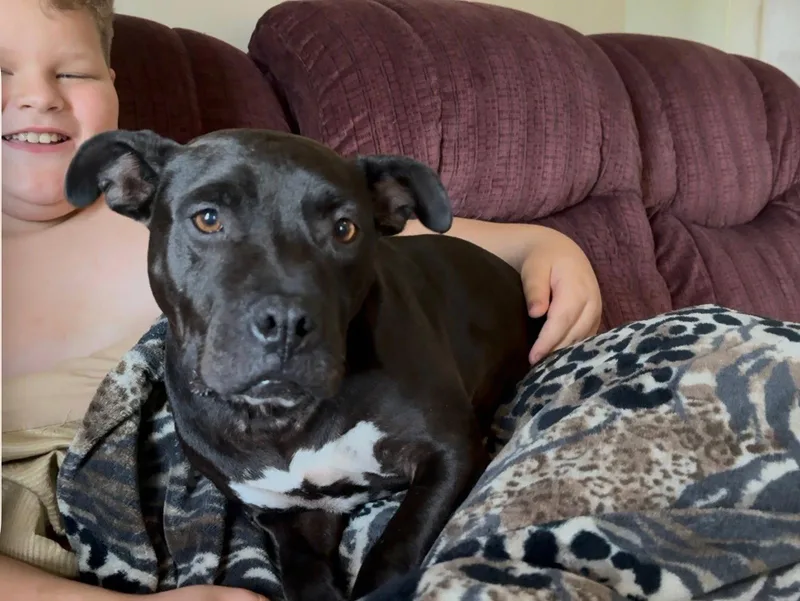An adult medium-sized female Pit Bull Terrier dog named Mystique Dixon for adoption in Rockaway, NJ