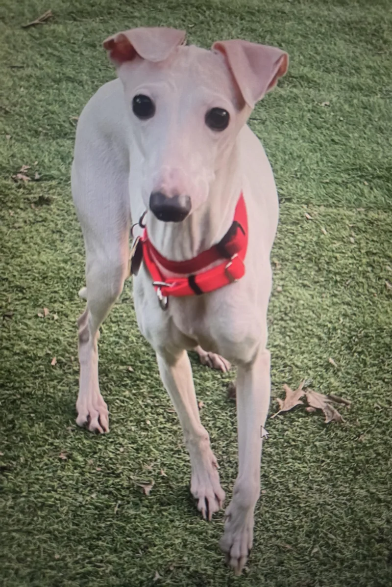 An adult small-sized female White / Cream Italian Greyhound dog named Fanny for adoption in Omaha, NE