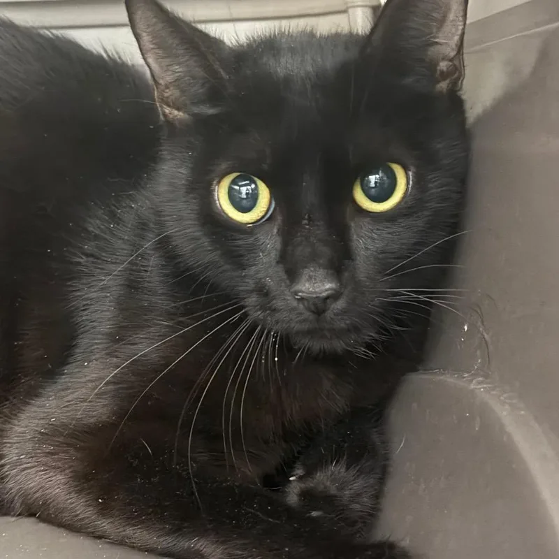 An adult medium-sized female Black Domestic Short Hair cat named Storm for adoption in Port Charlotte, FL