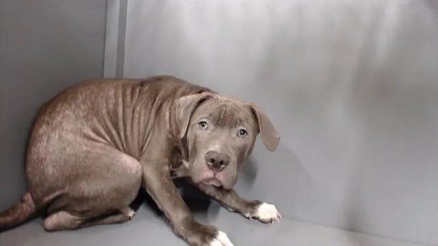 A baby medium-sized male Pit Bull Terrier dog named A for adoption in Downey, CA
