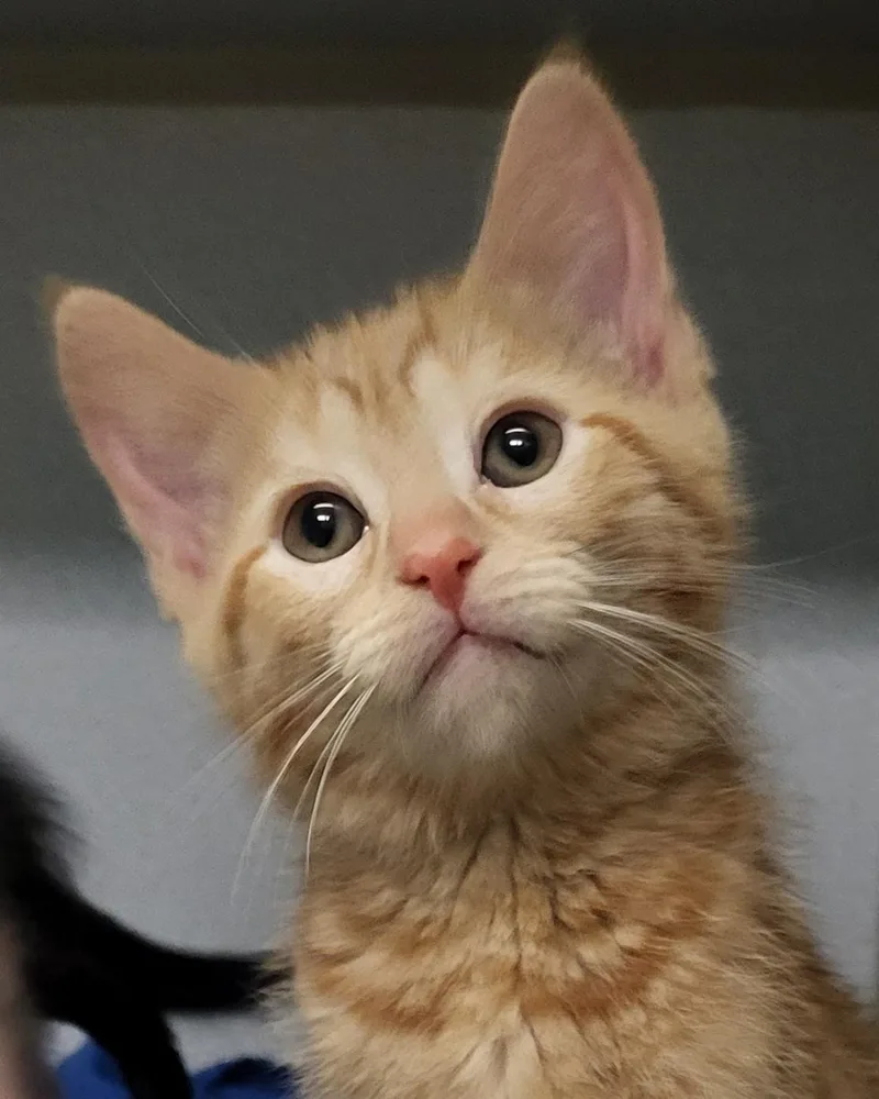 A baby medium-sized male Tabby (Orange / Red) Domestic Short Hair cat named Transmission for adoption in Grayslake, IL