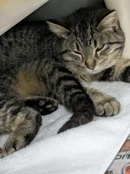 A baby small-sized male Domestic Short Hair cat named Operation Pidsley for adoption in Knoxville, TN