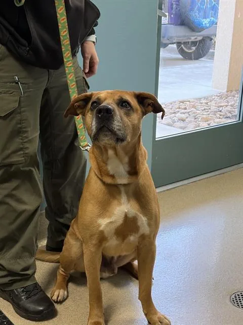 An adult large-sized male Mixed Breed dog named Gus for adoption in Newton, NC