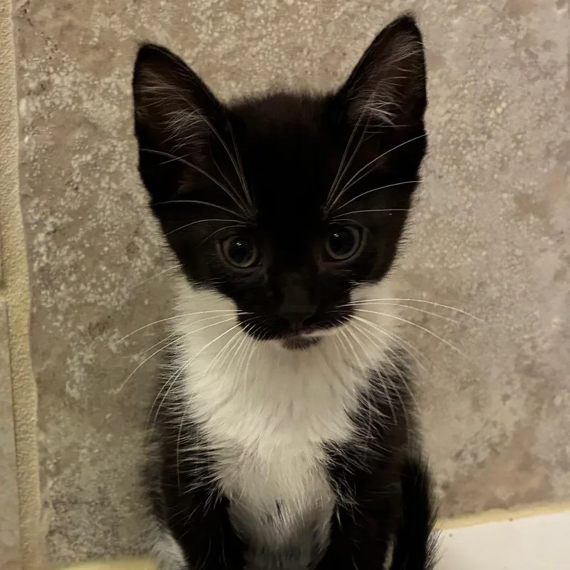 A baby small-sized male Black Domestic Short Hair cat named Brayden for adoption in Carmel, IN