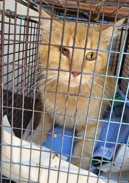 A young medium-sized female Domestic Medium Hair cat named A for adoption in San Antonio, TX