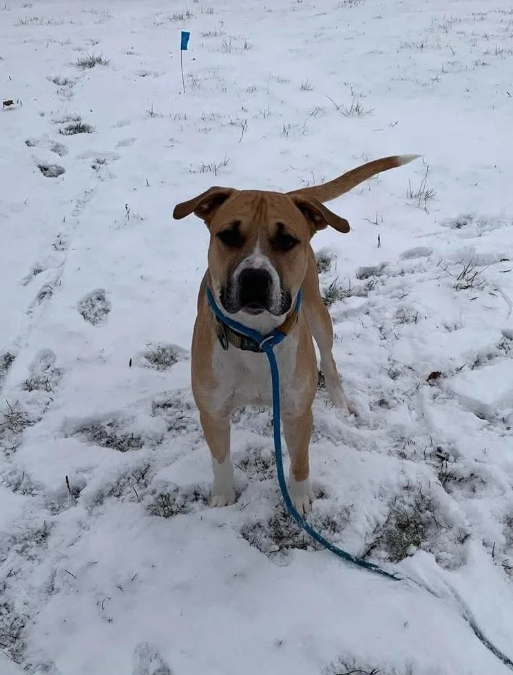 A young large-sized male Mixed Breed dog named Draco for adoption in New Manchester, WV