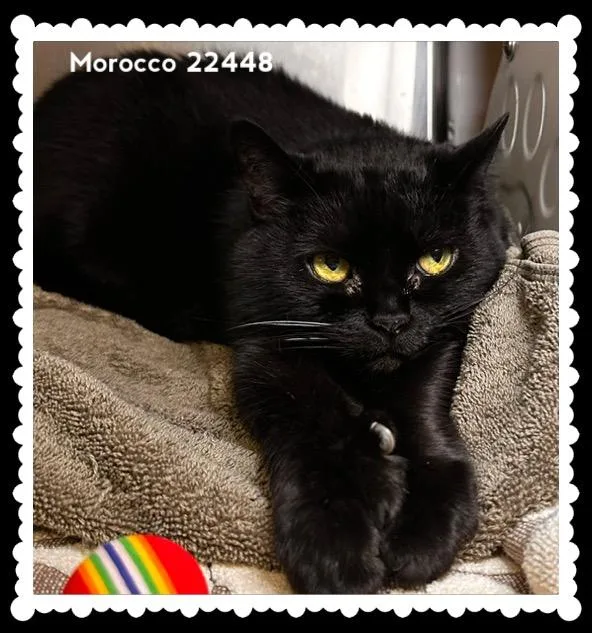 A senior medium-sized female Black Domestic Short Hair cat named Morocco for adoption in Marietta, GA