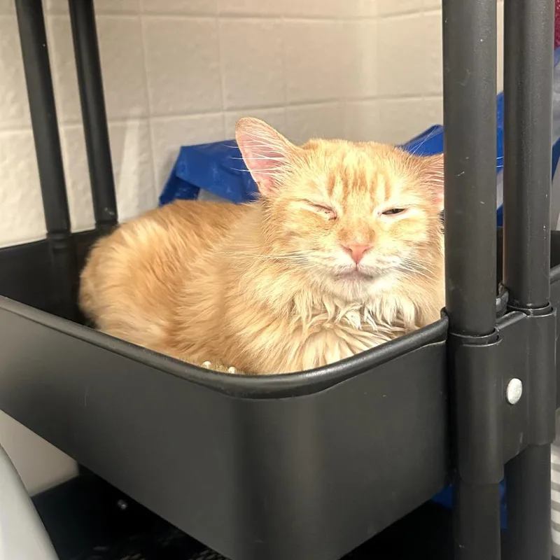 A young medium-sized male Orange / Red Domestic Medium Hair cat named Mr. Meowzer for adoption in Long Beach, CA