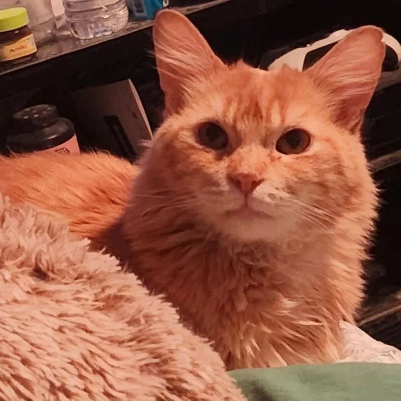 Mr. Meowzer thumbnail 2