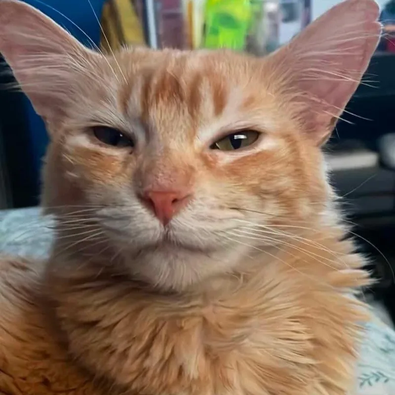 Mr. Meowzer thumbnail 3