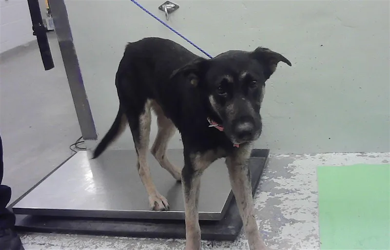 An adult large-sized male German Shepherd Dog dog named Tango for adoption in Houston, TX