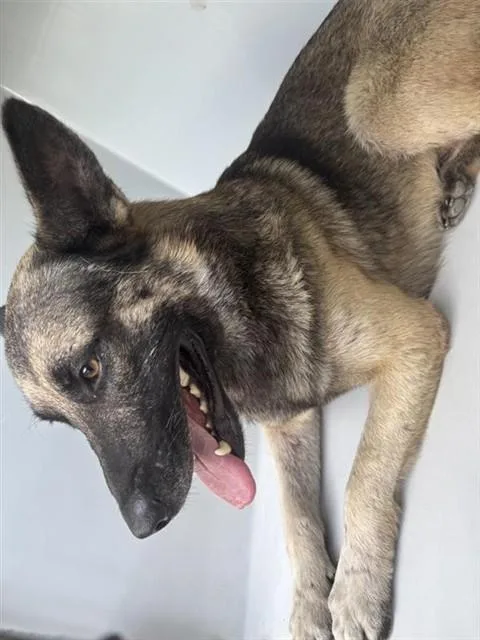 An adult large-sized male German Shepherd Dog dog named A for adoption in Houston, TX