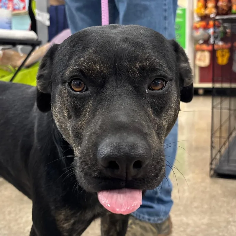 An adult medium-sized male Brown / Chocolate Mixed Breed dog named Topper for adoption in Pineville, MO