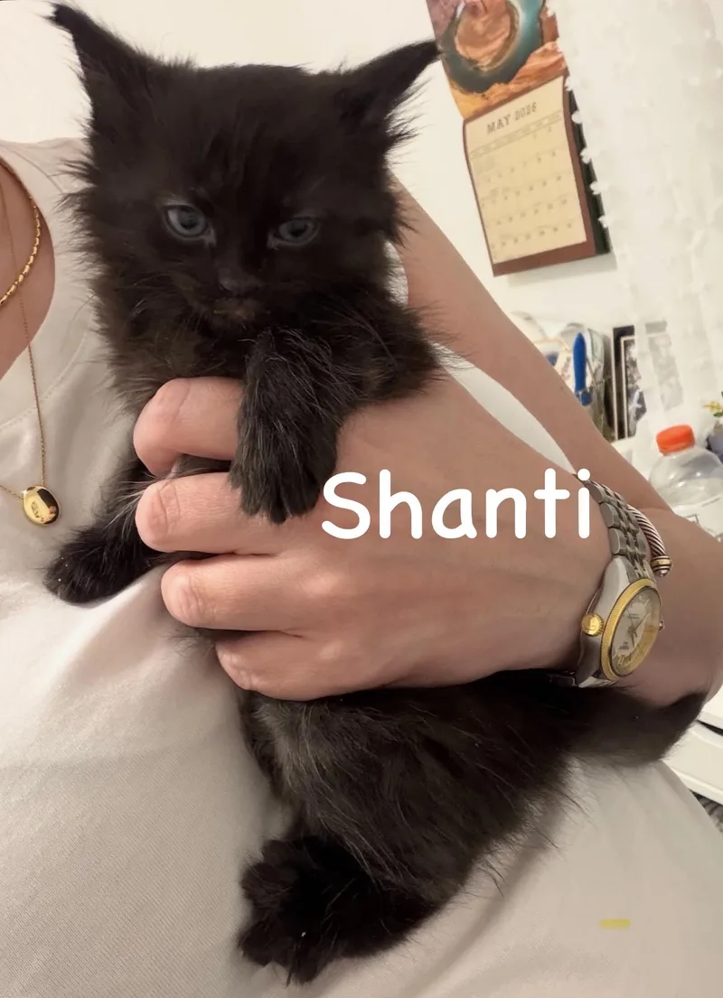 Shanti thumbnail 5