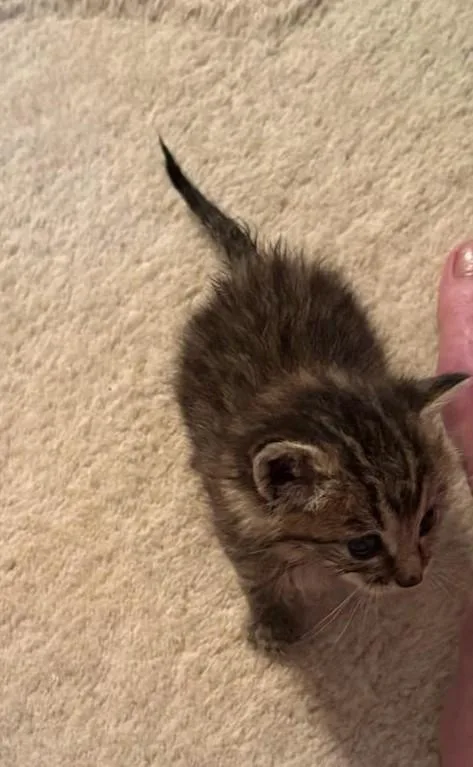 A baby medium-sized female Tabby cat named Tinker C for adoption in Somerset, KY