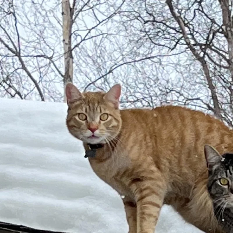 An adult small-sized male Orange / Red Domestic Short Hair cat named Lightening for adoption in Kenai, AK