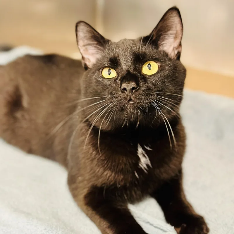 An adult medium-sized male Black Domestic Short Hair cat named Beau for adoption in Jackson, NJ