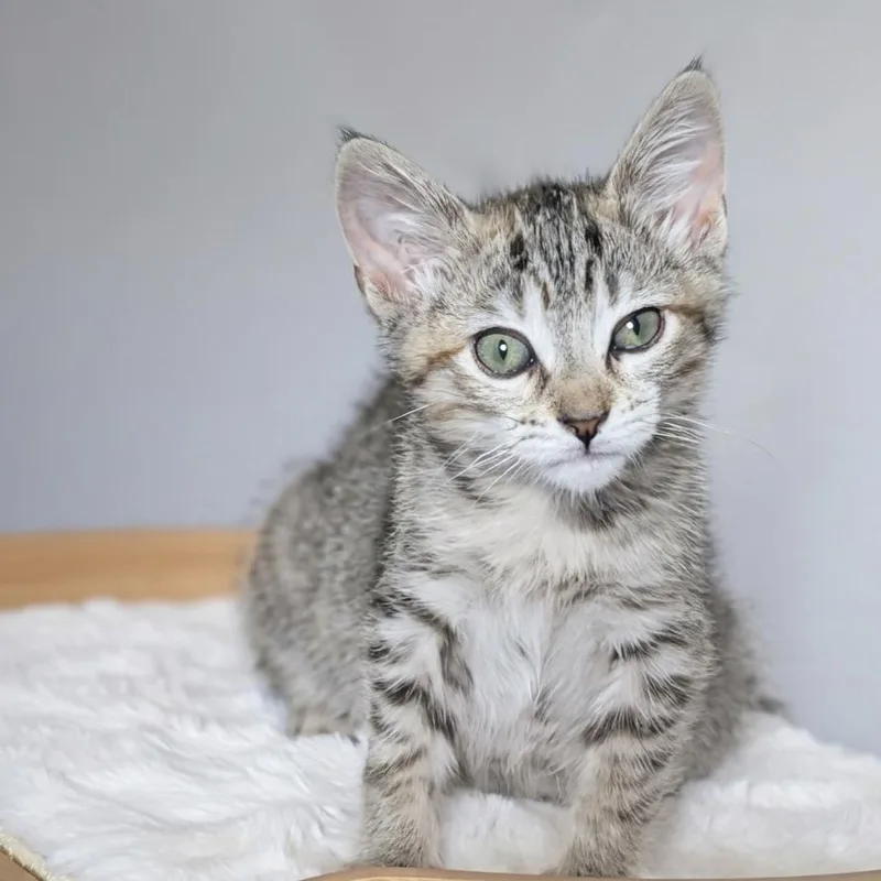 A baby small-sized female Brown / Chocolate Domestic Short Hair cat named Spaghetti for adoption in Tustin, CA