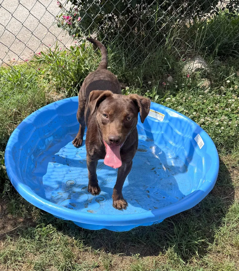 A young medium-sized male Labrador Retriever dog named Reno for adoption in Carrollton, GA