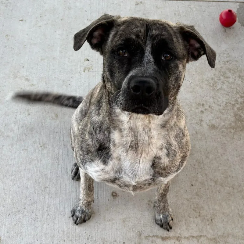A young medium-sized female Brindle Mixed Breed dog named Ada for adoption in Novelty, OH