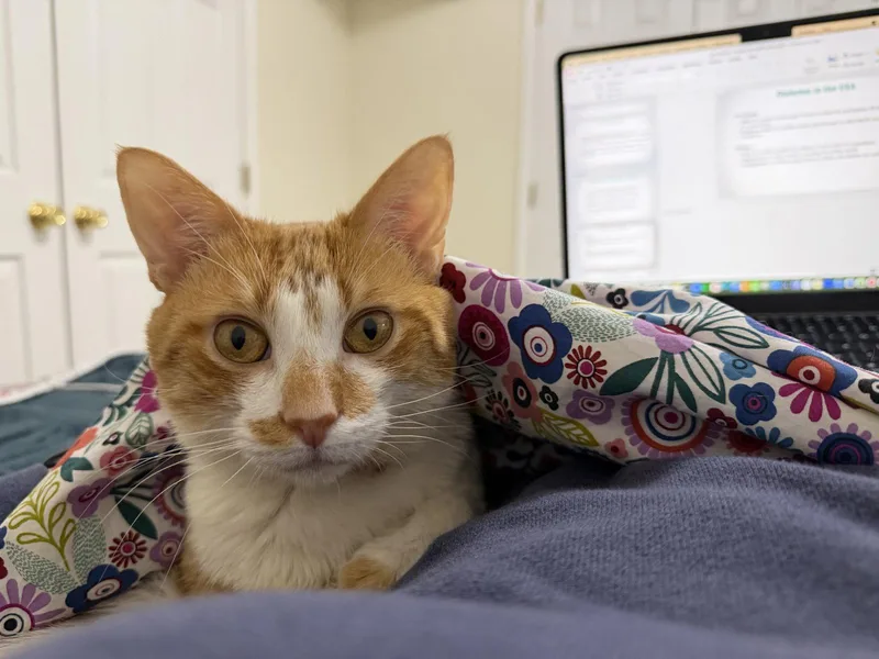 An adult medium-sized male Orange / Red Domestic Short Hair cat named Dungeon Crawler Carl for adoption in Herndon, VA