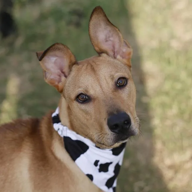 A young medium-sized male Shepherd dog named Puppy for adoption in San Antonio, TX