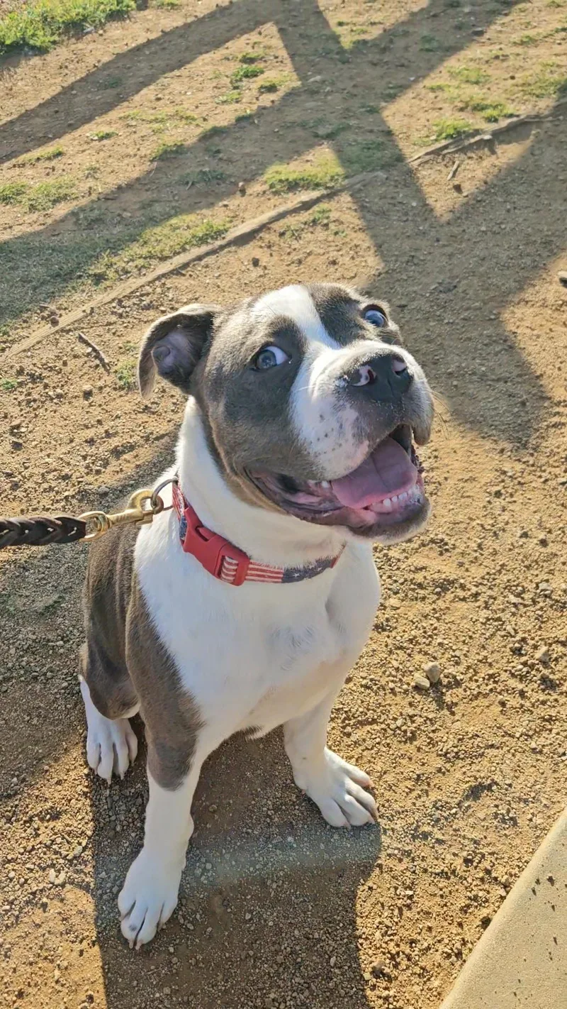 Z  Bullyman thumbnail 3