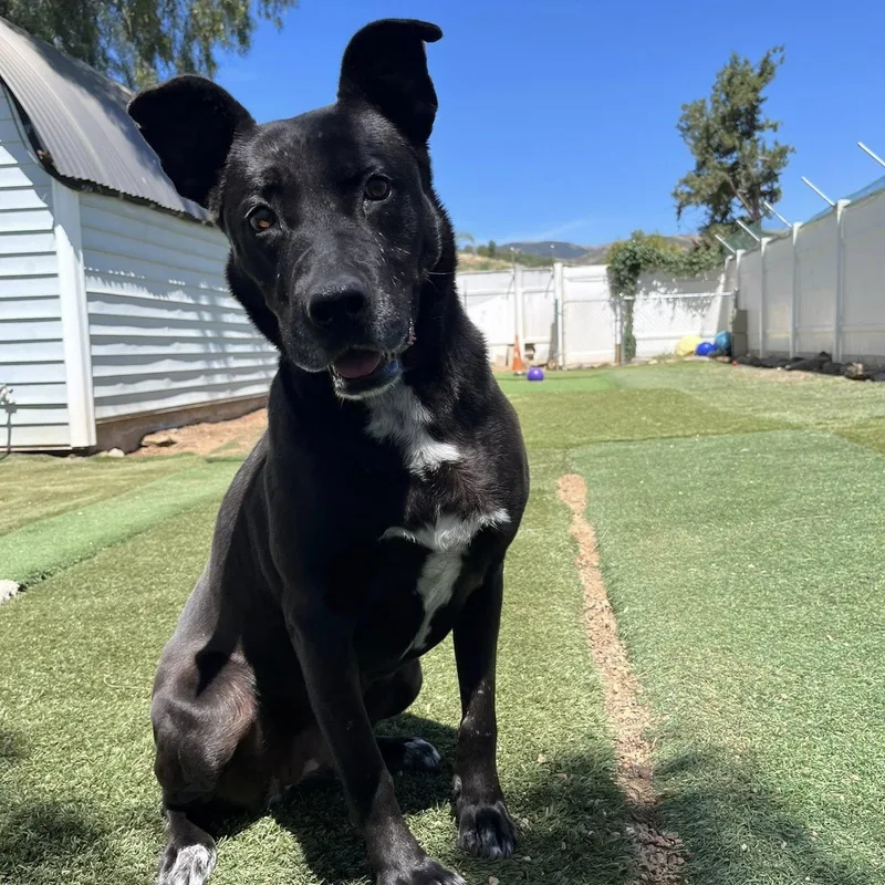 An adult medium-sized female Black Shepherd dog named Joya for adoption in Agua Dulce, CA