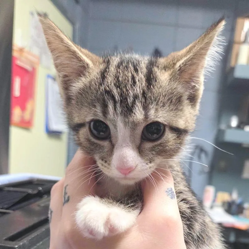 A baby small-sized female Brown / Chocolate Domestic Short Hair cat named McNugget for adoption in Providence, RI