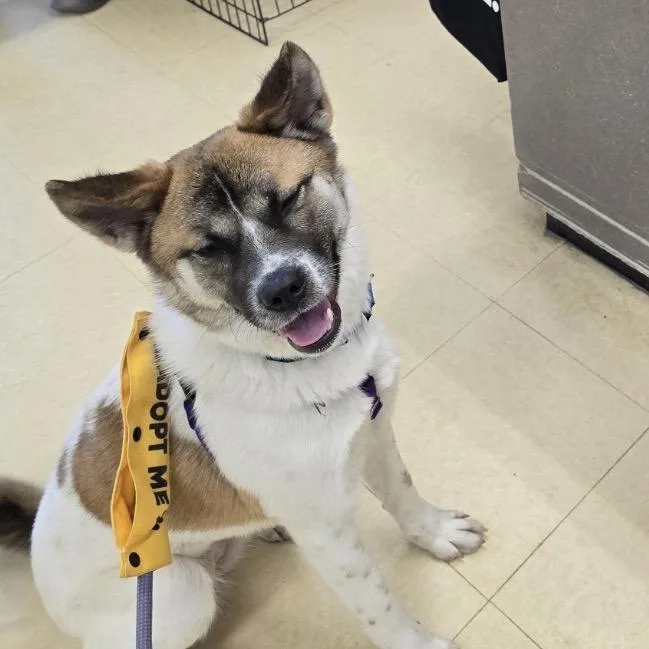 An adult medium-sized female White / Cream Shiba Inu dog named Zoie for adoption in Briarcliff Manor, NY