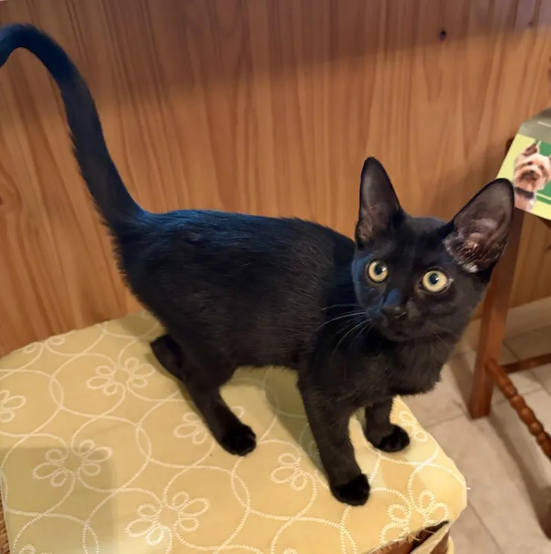 A baby medium-sized female Black Domestic Short Hair cat named Spooky Jay for adoption in Chandler, AZ