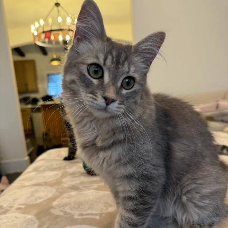 A young small-sized female Gray / Blue / Silver Domestic Medium Hair cat named Sadie for adoption in Los Angeles, CA