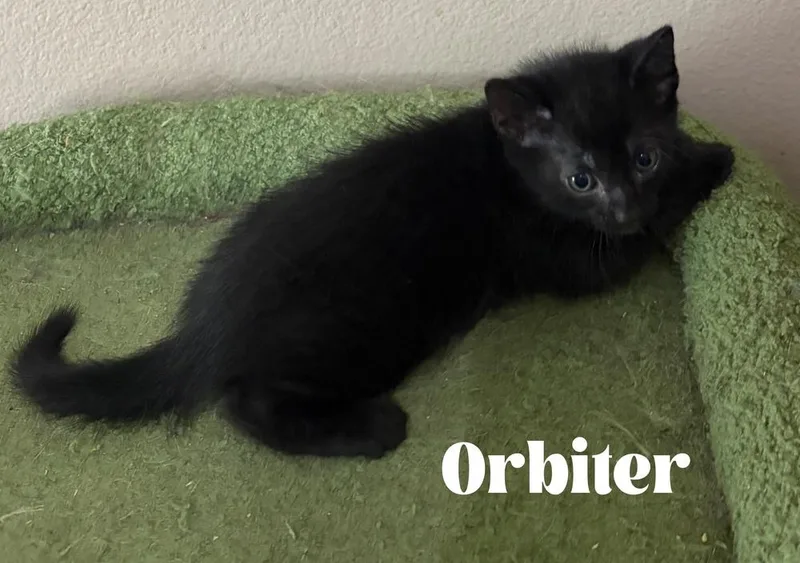 Orbiter thumbnail 2