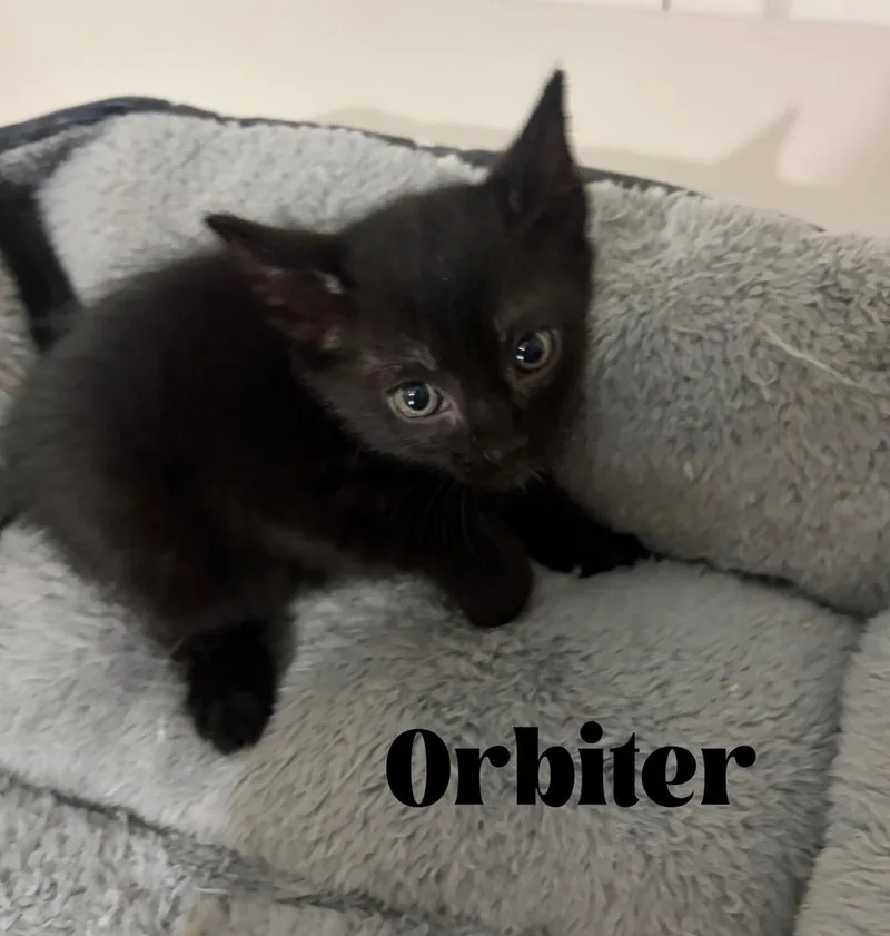 Orbiter thumbnail 4