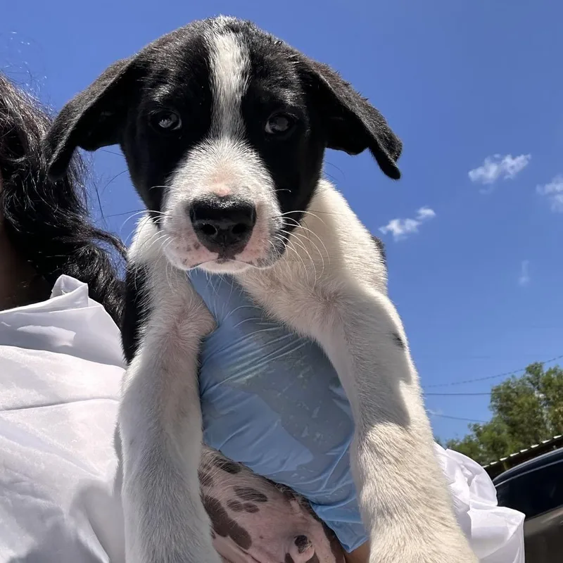 A baby small-sized male Black Shepherd dog named Nile for adoption in Edinburg, TX