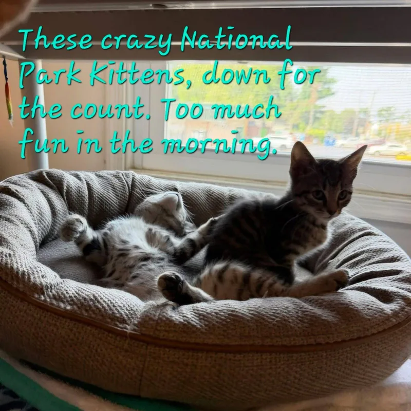 A baby medium-sized male Domestic Short Hair cat named Acadia for adoption in Penndel, PA