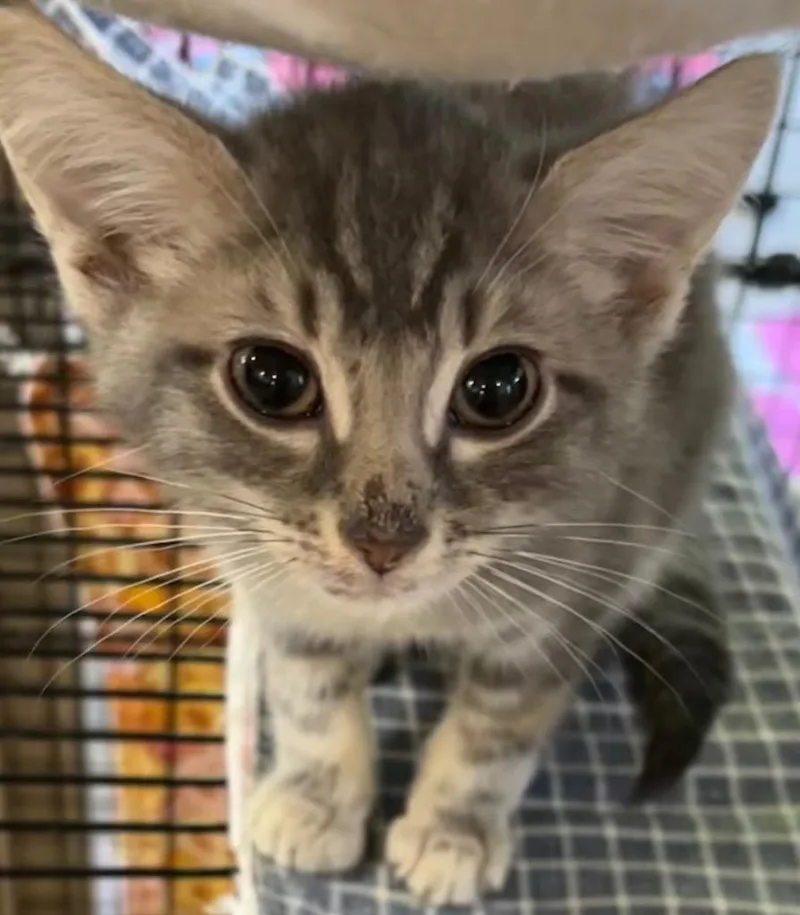 A young large-sized male Domestic Short Hair cat named Munster for adoption in Elizabethton, TN