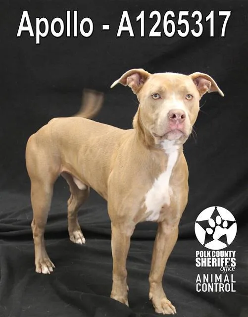 An adult large-sized male American Bulldog dog named Apollo for adoption in Winter Haven, FL
