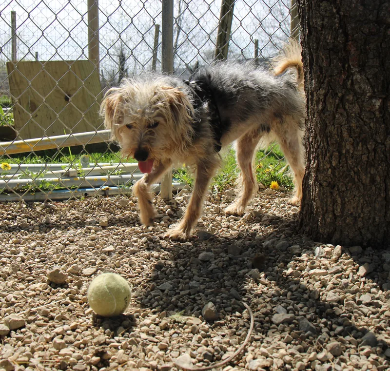 A baby small-sized male Apricot / Beige Terrier dog named Scamp for adoption in Plain City, OH