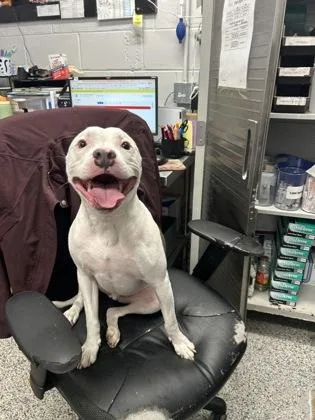 An adult medium-sized male Mixed Breed dog named Roo for adoption in West Chester, PA
