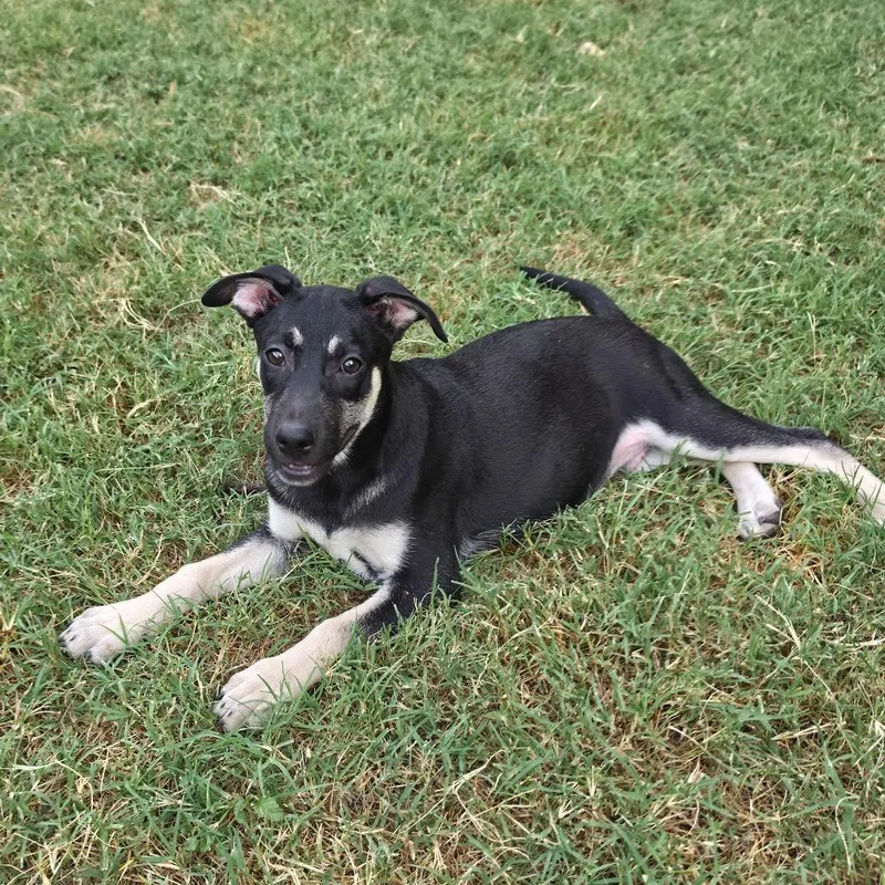 A baby medium-sized male Black Australian Kelpie dog named McIntosh AL for adoption in Austin, TX
