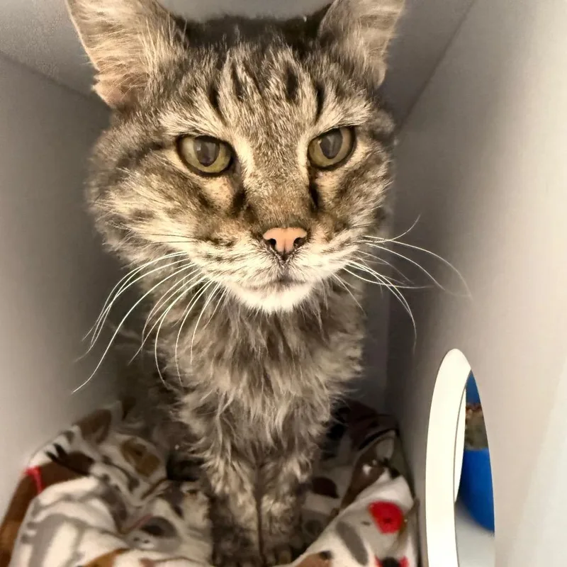 A senior medium-sized male Brown / Chocolate Domestic Medium Hair cat named Ichabod for adoption in Kanab, UT
